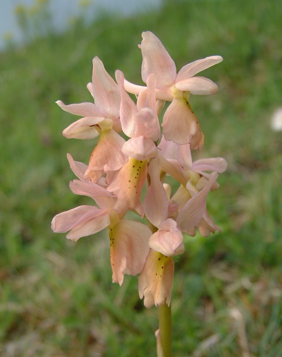 Orchis x colemanii (ibrido: Or. mascula x Or. pauciflora)